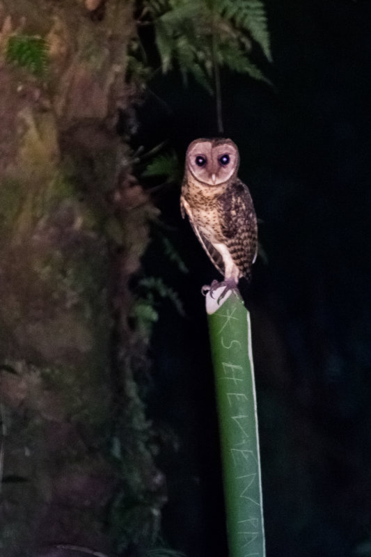 Golden Masked Owl (Tyto aurantia)