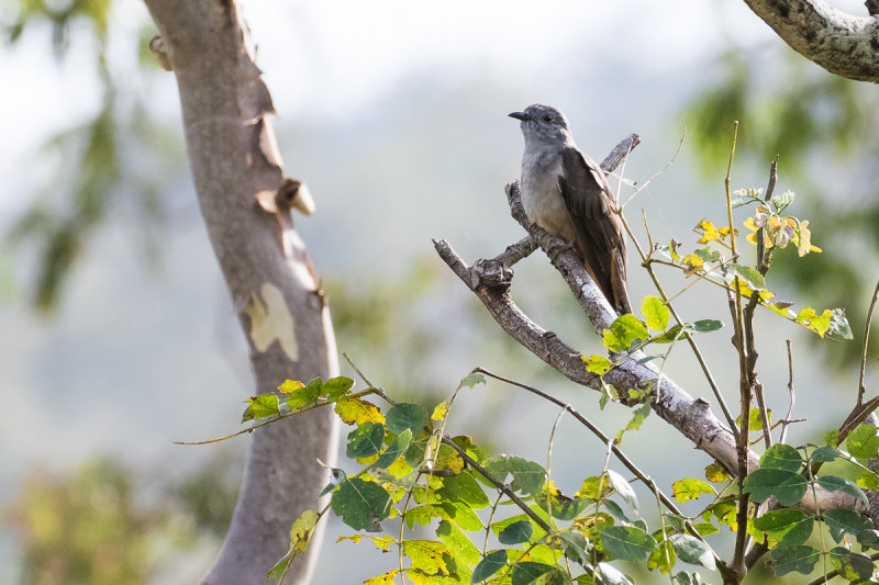 Fan-tailed Cuckoo (Cacomantis flabelliformis)