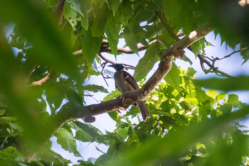New Britain Friarbird (Philemon cockerelli)