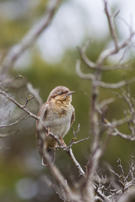 Eurasian Wryneck (Jynx torquilla)