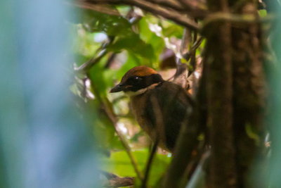Black-faced Pitta (Pitta anerythra)