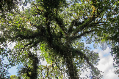 Large tree with lots of epiphytes