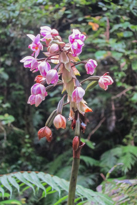 Spathoglottis pacifica