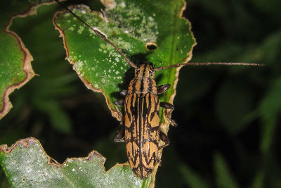 Beetle sp.