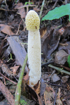 Fungus sp.