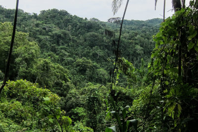 Forest-clad mountains