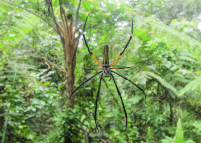 Spider sp.