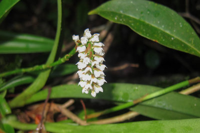 Orchid sp.