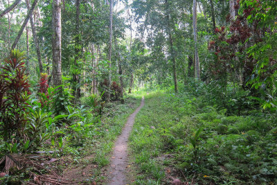 Habitat of Vella Lavella White-eye