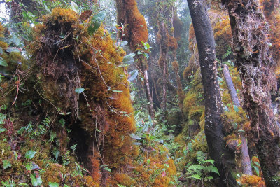Mossy forest, summit of Mt. Rano