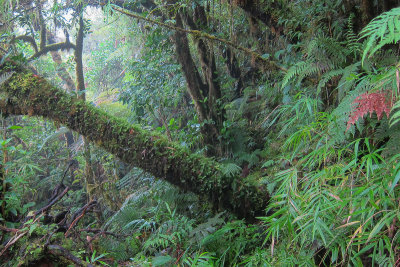 Forest on Kolombangara