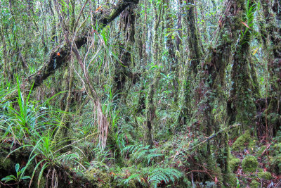 Forest in the Bauro highlands