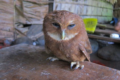 Makira Owl (Athene roseoaxillaris)