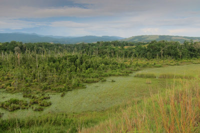 Betikama wetlands, Honiara