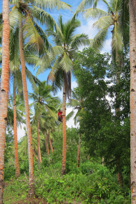 Picking coconuts