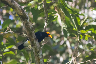 Long-tailed Myna (Mino kreffti sanfordi)