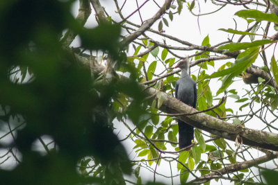 Crested Cuckoo-Dove (Reinwardtoena crassirostris)