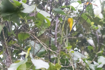 Island Leaf Warbler (Phylloscopus poliocephalus becki)
