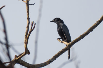 Solomons Cuckooshrike (Edolisoma h. holopolium)