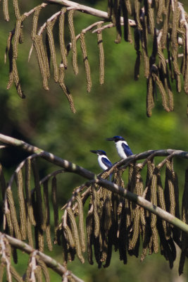 Ultramarine Kingfisher (Todiramphus leucopygius)