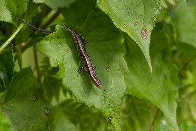 Lizard sp.