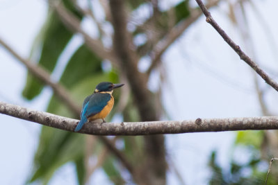 Melanesian Kingfisher (Todiramphus tristrami alberti)