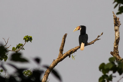 Blyth's Hornbill (Rhyticeros plicatus mendanae)