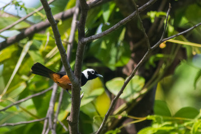 White-capped Monarch (Monarcha richardsii)