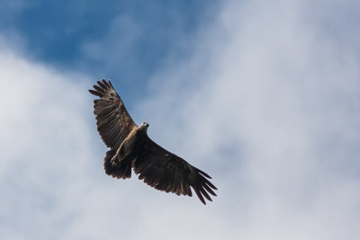 Sanford's Sea Eagle (Haliaeetus sanfordi)