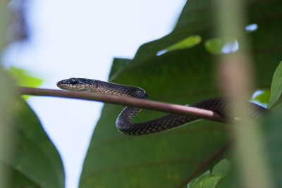 Solomons Tree Snake (Dendrelaphis salomonis)