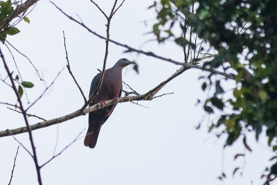 Chestnut-bellied Imperial Pigeon (Ducula brenchleyi)