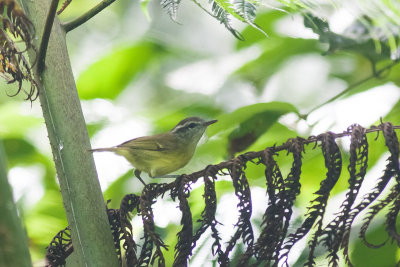 Makira Leaf Warbler (Phylloscopus makirensis)