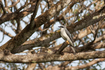 White-bellied Cuckooshrike (Coracina papuensis elegans)