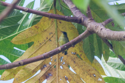 Malaita White-eye (Zosterops stresemanni)