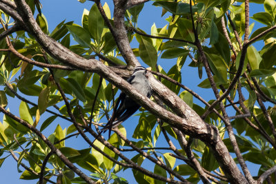 Moustached Treeswift (Hemiprocne mystacea woodfordiana)
