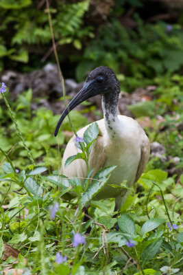 Australian White Ibis (Threskiornis moluccus pygmaeus)