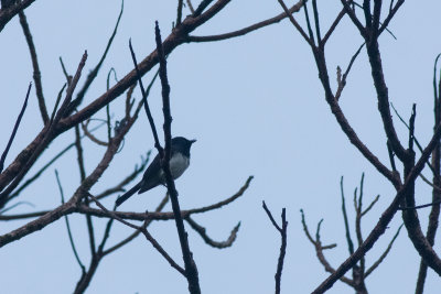 Melanesian Flycatcher (Myiagra caledonica marinae)