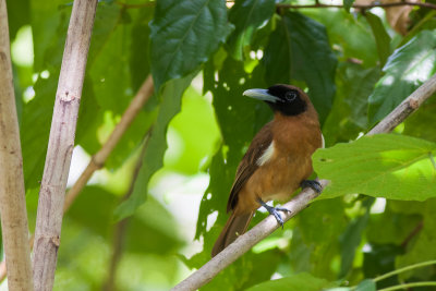 Rennell Shrikebill (Clytorhynchus hamlini)