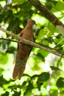 MacKinlay's Cuckoo-Dove (Macropygia mackinlayi arossi)