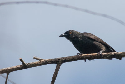 Rennell Starling (Aplonis insularis)