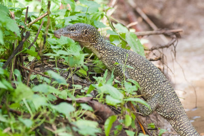Rennell Island Monitor (Varanus juxtindicus)