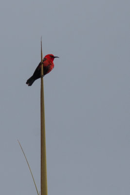 Cardinal Myzomela (Myzomela cardinalis pulcherrima)