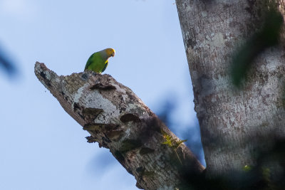 Song Parrot (Geoffroyus h. heteroclitus)