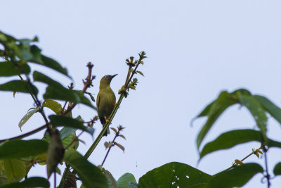 Solomons White-eye (Zosterops k. kulambangrae)