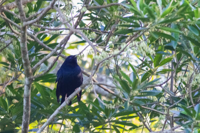 Satin Bowerbird (Ptilonorhynchus violaceus)