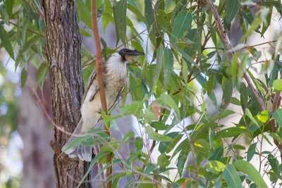 Noisy Friarbird (Philemon corniculatus)