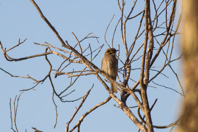 Yellow-faced Honeyeater (Lichenostomus chrysops)