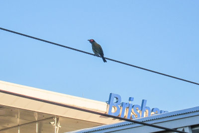 Australasian Figbird (Sphecotheres vieilloti)