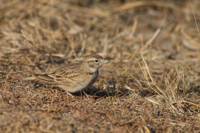 Greater Short-toed Lark (Calandrella brachydactyla)