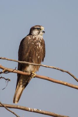 Laggar Falcon (Falco jugger)